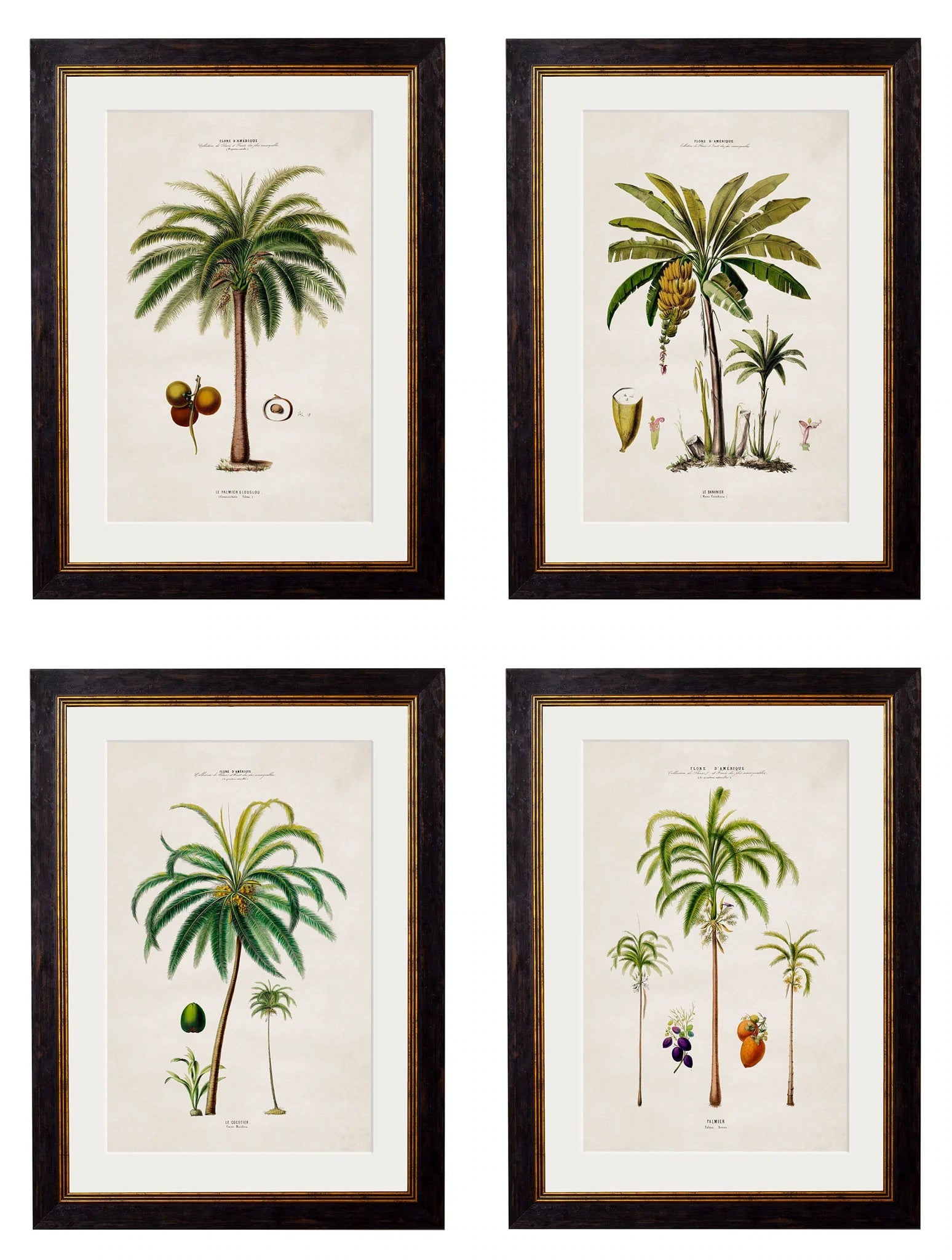C.1843 Studies of South American Palm Trees - Aurina Ltd