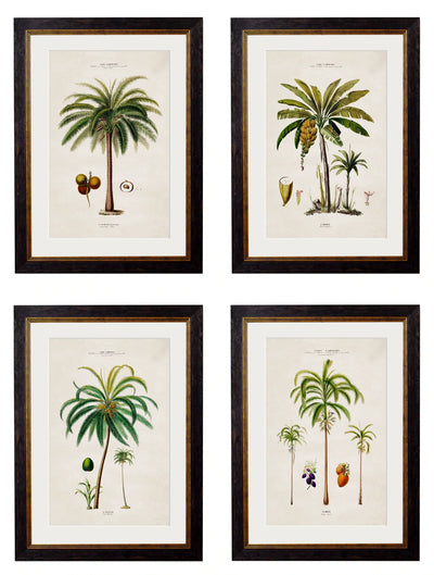 C.1843 Studies of South American Palm Trees - Aurina Ltd