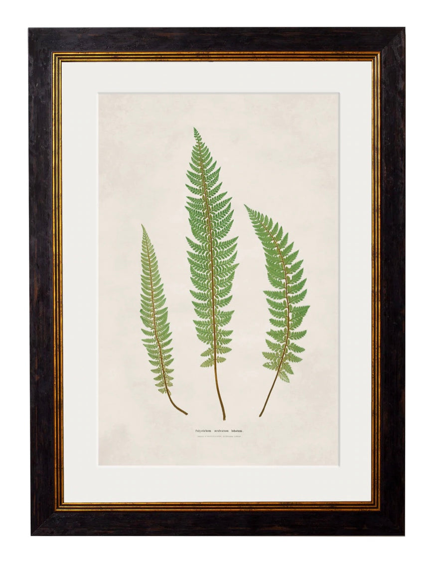 C.1831 Collection of Ferns - Aurina Ltd