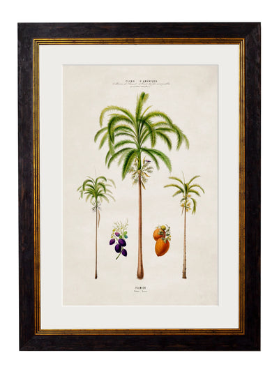 C.1843 Studies of South American Palm Trees - Aurina Ltd