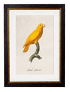 C.1800’s Collection of Parrots - Aurina Ltd