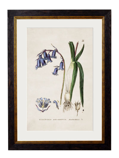 C.1837 British Flowering Plants - Aurina Ltd