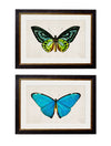 C. 1836 TROPICAL BUTTERFLIES - Aurina Ltd