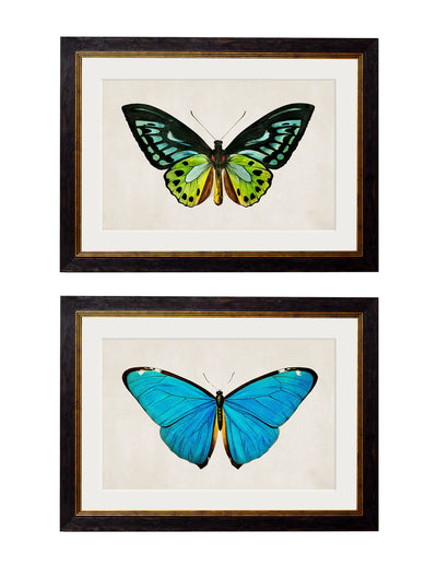 C. 1836 TROPICAL BUTTERFLIES - Aurina Ltd