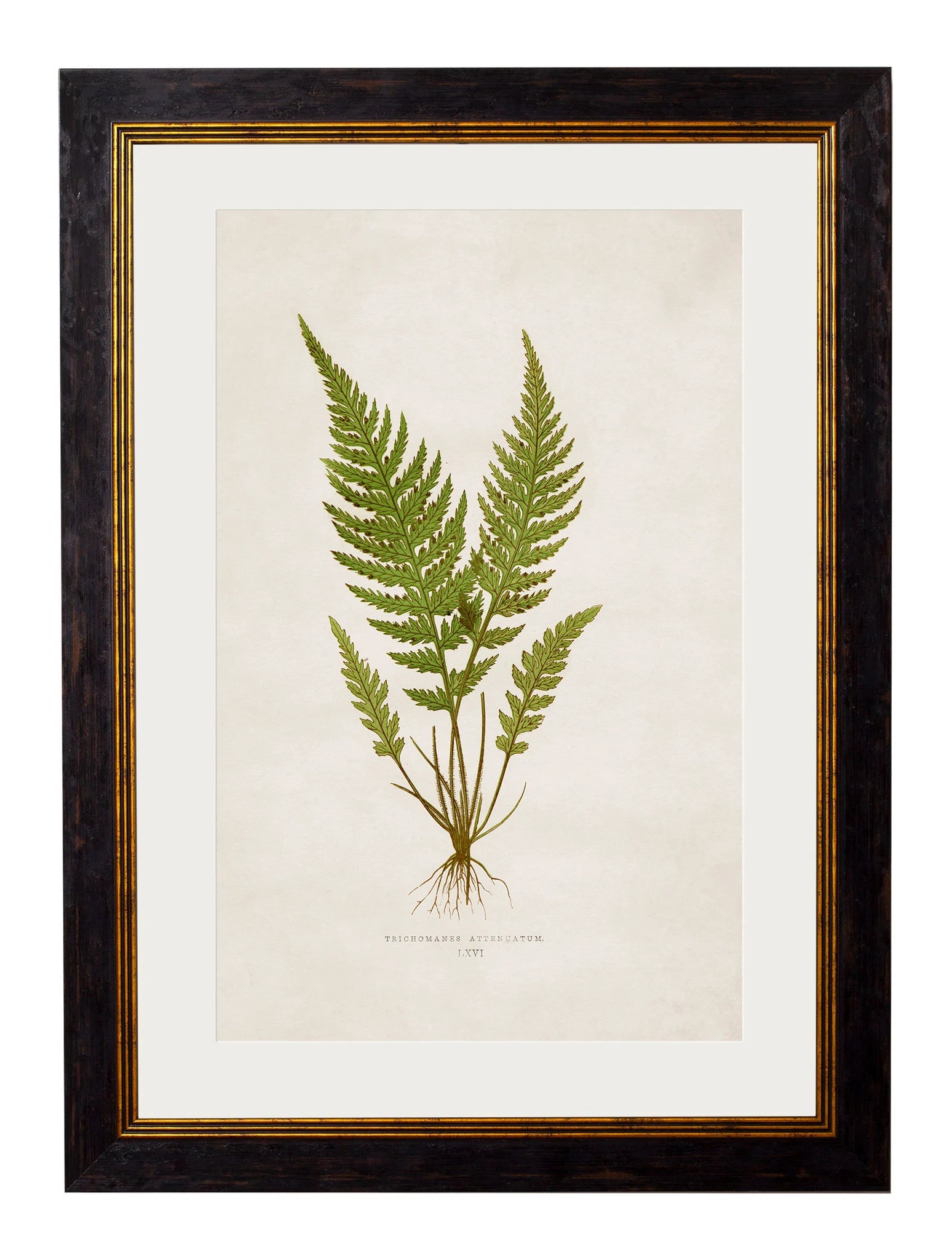 C.1864 Collection of British Ferns - Aurina Ltd