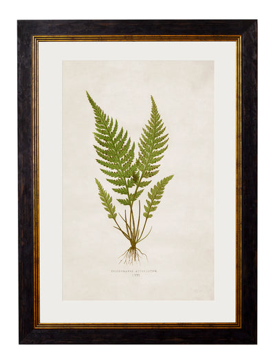 C.1864 Collection of British Ferns - Aurina Ltd