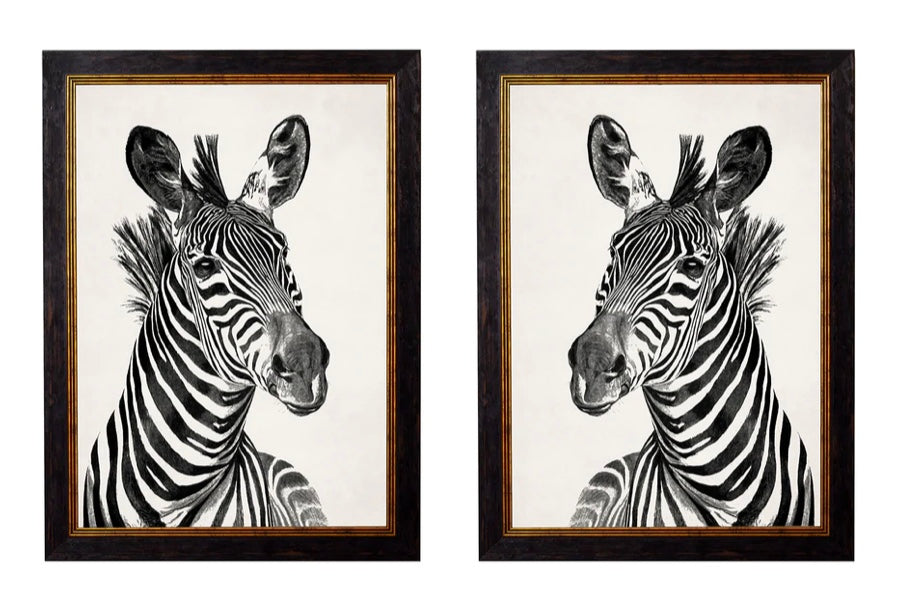 C.1890 Zebra Illustrations - Light - Aurina Ltd