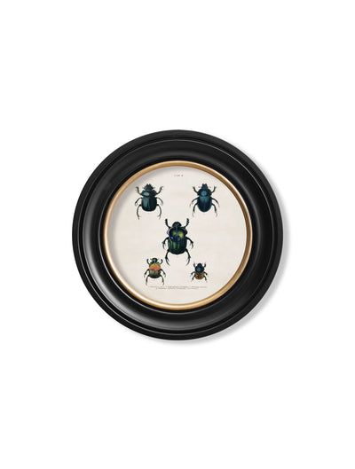 C. 1836 BEETLE PLATES ROUND FRAMES - Aurina Ltd