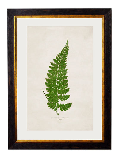 C.1864 Collection of British Ferns - Aurina Ltd