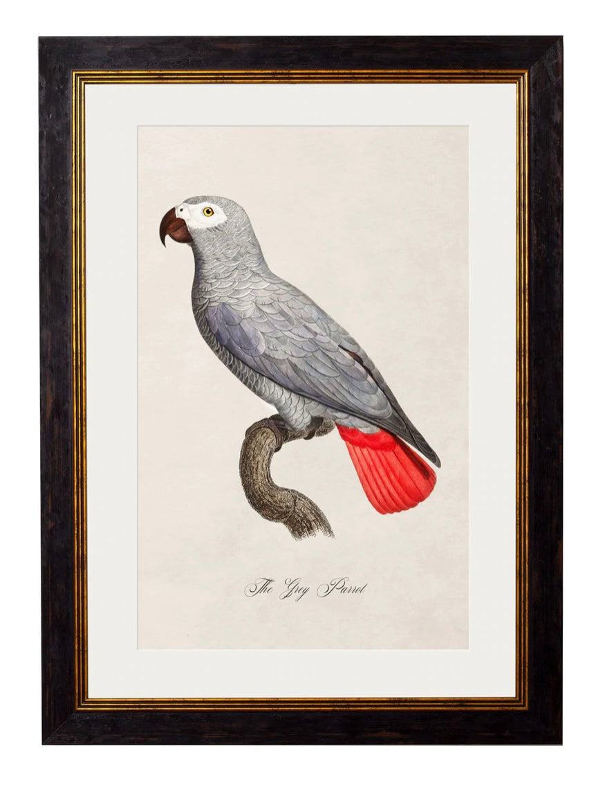 C.1800’s Collection of Parrots - Aurina Ltd