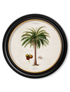 C.1843 Studies of South American Palm Trees in Round Frames - Aurina Ltd