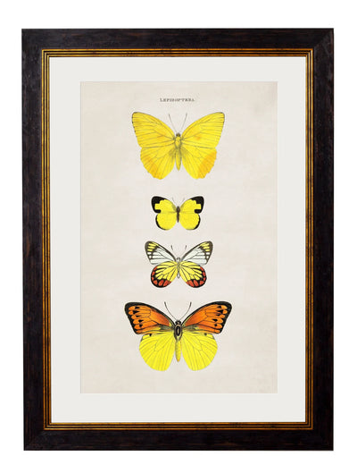 C.1835 BUTTERFLIES - Aurina Ltd