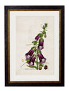 C.1837 British Flowering Plants - Aurina Ltd