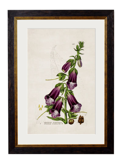 C.1837 British Flowering Plants - Aurina Ltd