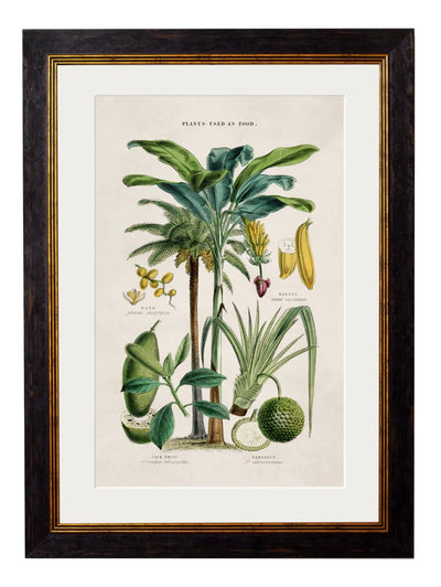 C.1877 Tropical Plants used as Food and Clothing - Aurina Ltd