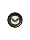 C. 1835 COLLECTION OF BUTTERFLIES IN SMALL ROUND FRAMES - Aurina Ltd