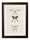 C.1835 BUTTERFLIES - Aurina Ltd