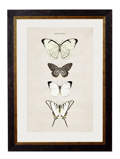 C.1835 BUTTERFLIES - Aurina Ltd