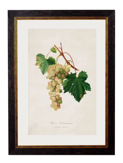 C.1817 Collection of Botanical Grapes - Aurina Ltd