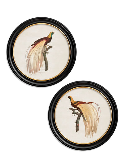 C.1809 Birds of Paradise - Round Frames - Aurina Ltd