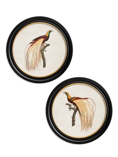 C.1809 Birds of Paradise - Round Frames - Aurina Ltd