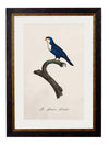 C.1800’s Collection of Parrots - Aurina Ltd