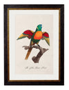 C.1800’s Collection of Parrots - Aurina Ltd