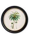 C.1843 Studies of South American Palm Trees in Round Frames - Aurina Ltd