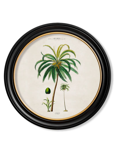 C.1843 Studies of South American Palm Trees in Round Frames - Aurina Ltd