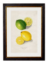 C.1886 Study of Citrus Fruits - Aurina Ltd