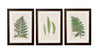 C.1831 Collection of Ferns - Aurina Ltd