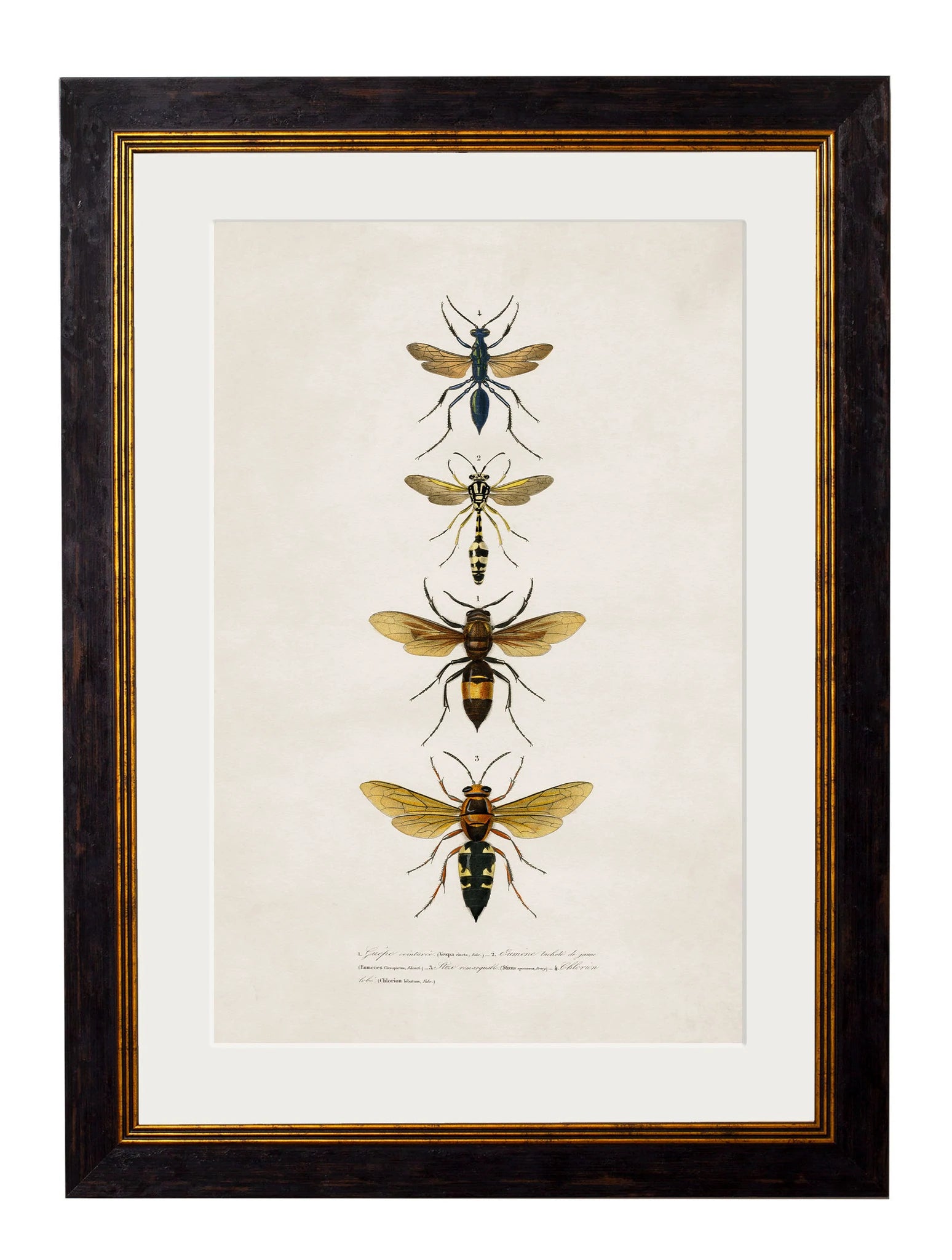 C. 1892 BEES AND WASPS - Aurina Ltd