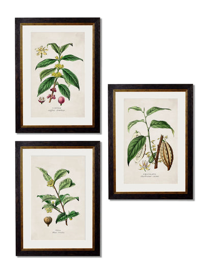 C.1877 Tea, Coffee, and Chocolate Plants - Aurina Ltd