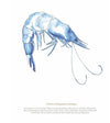 Framed Prawn Print - Aurina Ltd