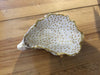 Hand Decorated Oyster Shell Dish