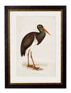 C.1850’s British Wading Birds - Aurina Ltd