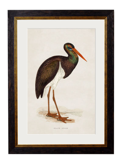 C.1850’s British Wading Birds - Aurina Ltd