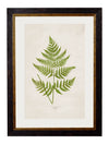 C.1864 Collection of British Ferns - Aurina Ltd