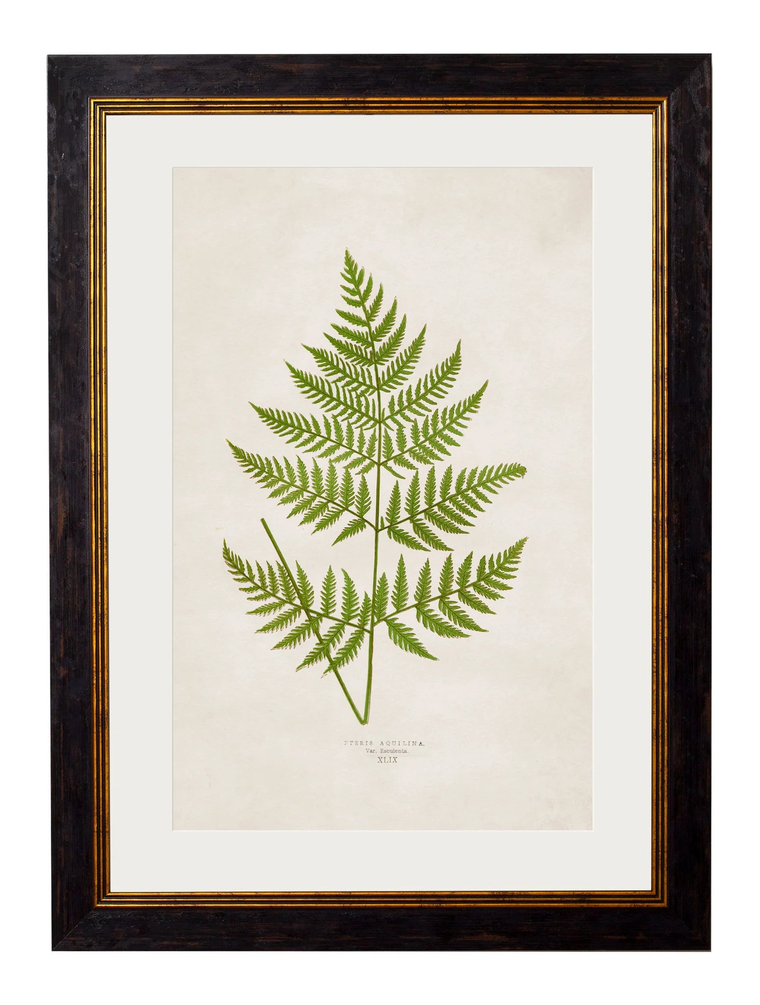 C.1864 Collection of British Ferns - Aurina Ltd