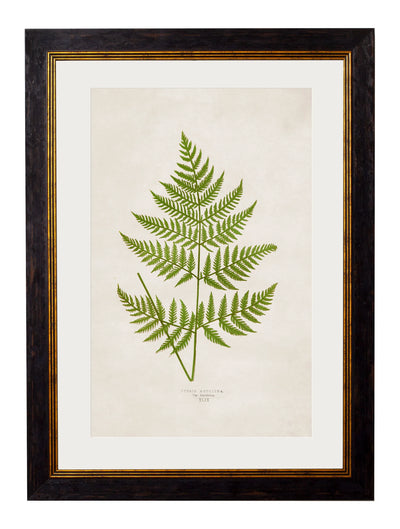 C.1864 Collection of British Ferns - Aurina Ltd