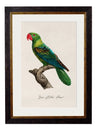 C.1800’s Collection of Parrots - Aurina Ltd