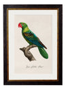 C.1800’s Collection of Parrots - Aurina Ltd