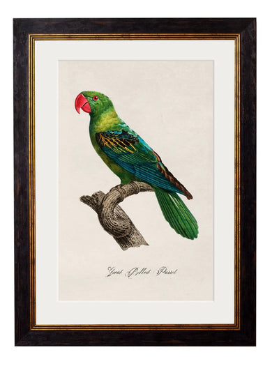 C.1800’s Collection of Parrots - Aurina Ltd