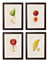 C.1886 Studies of Fruit - Aurina Ltd