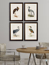 C.1850’s British Wading Birds - Aurina Ltd