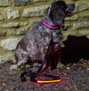 Illuminated Dog Lead - Aurina Ltd