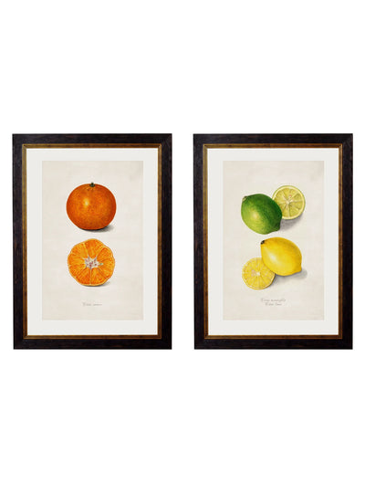 C.1886 Study of Citrus Fruits - Aurina Ltd