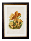 C.1913 Edible Mushrooms - Aurina Ltd