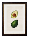 C.1886 Study of Avocados - Aurina Ltd