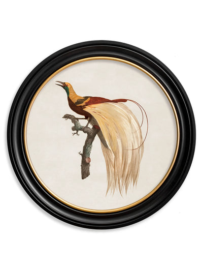 C.1809 Birds of Paradise - Round Frames - Aurina Ltd